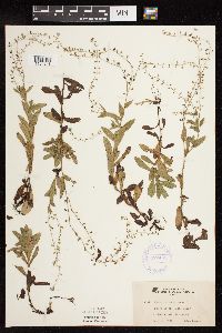 Myosotis scorpioides image