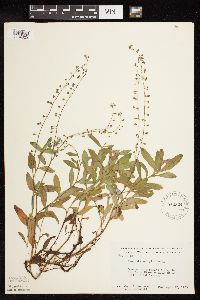 Myosotis scorpioides image