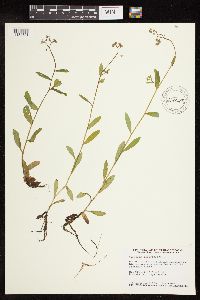 Myosotis scorpioides image