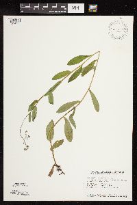 Myosotis scorpioides image