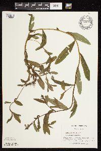 Myosotis scorpioides image