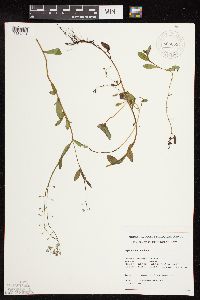 Myosotis scorpioides image