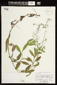 Myosotis scorpioides image