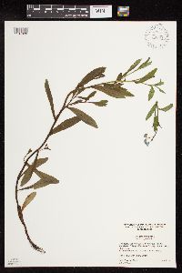 Myosotis scorpioides image