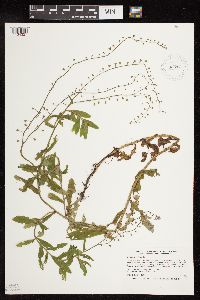 Myosotis scorpioides image