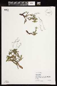 thumbnail image of current specimen