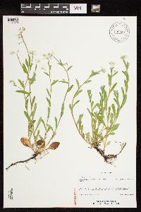 Media resource of Myosotis sylvatica