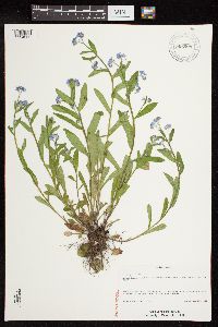 Myosotis sylvatica image