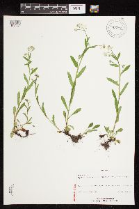 Myosotis sylvatica image