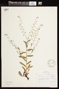 Myosotis sylvatica image