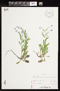 Myosotis sylvatica image