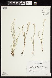 Myosotis verna image