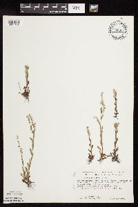 Myosotis verna image