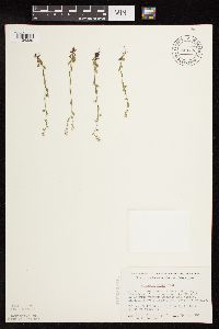 Myosotis verna image