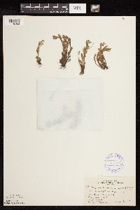 Myosotis verna image