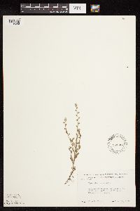 Myosotis verna image