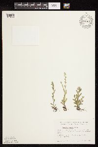 Myosotis verna image