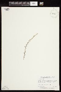 Myosotis verna image