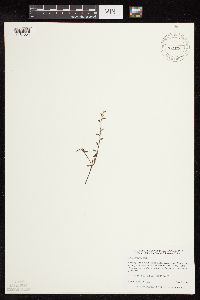 Myosotis verna image