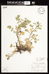 Image Associated With the Occurrence