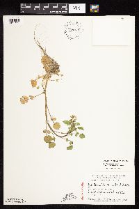 Nasturtium microphyllum image