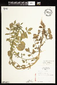 Nasturtium microphyllum image