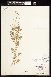 Nasturtium microphyllum image