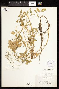 Nasturtium microphyllum image