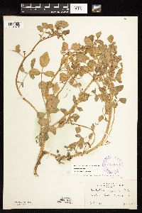 Nasturtium microphyllum image