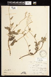 Nasturtium microphyllum image