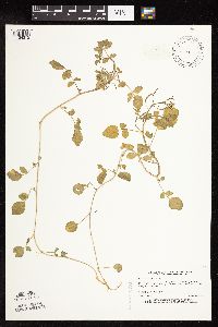 Image of Nasturtium officinale