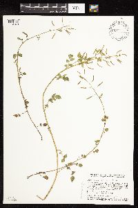 thumbnail image of current specimen