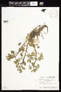 thumbnail image of current specimen