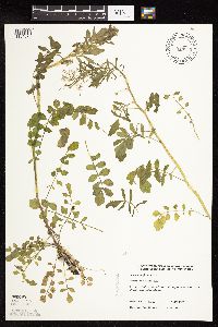 Thumbnail image of current specimen