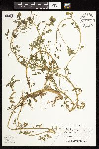 Nasturtium officinale image