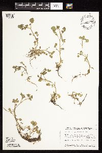 thumbnail image of current specimen