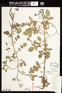 Nasturtium officinale image