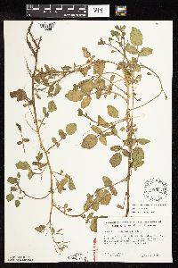 Nasturtium officinale image