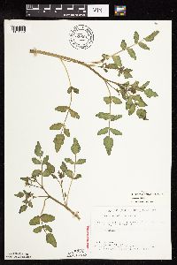 Nasturtium officinale image