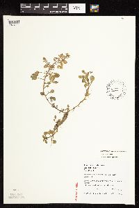 Nasturtium officinale image