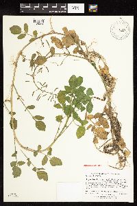 Nasturtium officinale image
