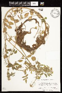 Nasturtium officinale image