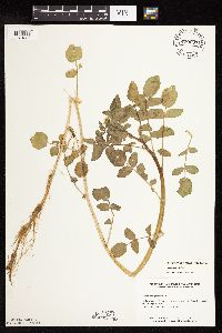 Nasturtium officinale image