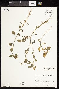 Nasturtium officinale image