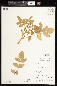 Nasturtium officinale image