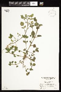 Nasturtium officinale image