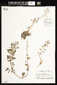 Nasturtium officinale image