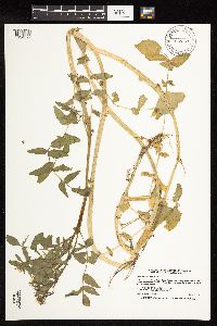 Nasturtium officinale image