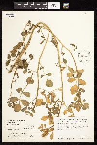 Nasturtium officinale image