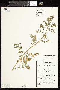 Nasturtium officinale image
